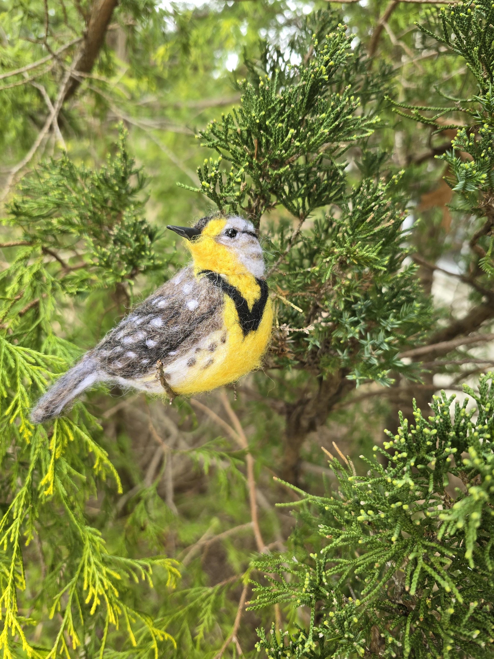 Meadowlark Needle felted birds. Felted realistic birds , meadowlark bird.