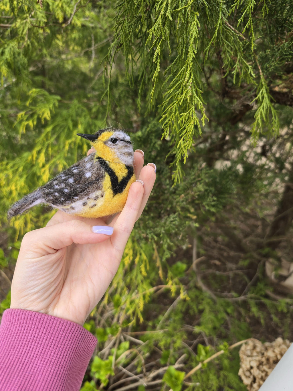 Meadowlark Needle felted birds. Felted realistic birds , meadowlark bird.